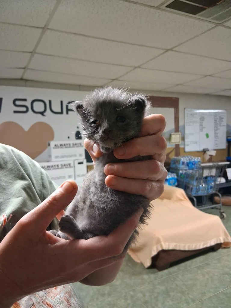 A baby small-sized male Domestic Short Hair cat named Paw Paw for adoption in Ada, OK