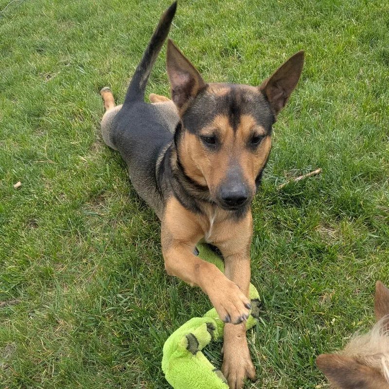 A young large-sized male Black German Shepherd Dog dog named Diesel for adoption in Tacoma, WA