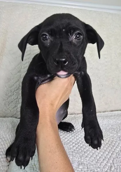 A young medium-sized male Labrador Retriever dog named Benedict Bridgerton for adoption in Lawrenceville, GA