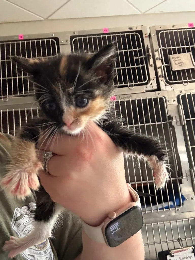 A baby small-sized female Domestic Short Hair cat named Ghoul for adoption in Columbia, TN