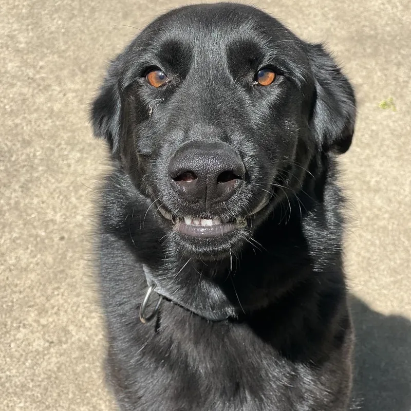 An adult large-sized male Black Labrador Retriever dog named Garbanzo for adoption in Buffalo, MN