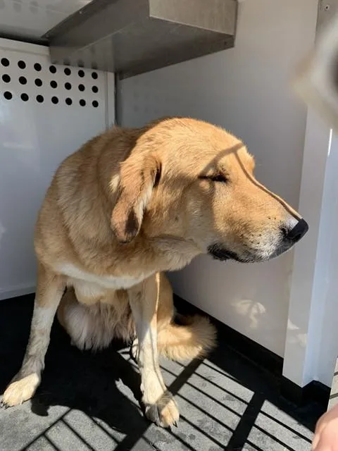 An adult large-sized female Great Pyrenees dog named Iris for adoption in San Jose, CA