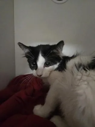 A baby small-sized female Domestic Short Hair cat named Katy Purry for adoption in Savannah, GA