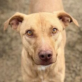An adult medium-sized female Vizsla dog named Nala for adoption in Bloomfield, CT