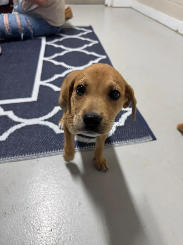 A baby large-sized male Mixed Breed dog named Fudge for adoption in Metter, GA