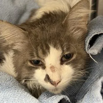A young small-sized male Gray / Blue / Silver Domestic Short Hair cat named Tofu for adoption in New York, NY