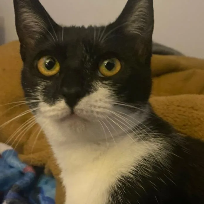 A young medium-sized female Black Domestic Short Hair cat named Halo for adoption in Long Beach, CA