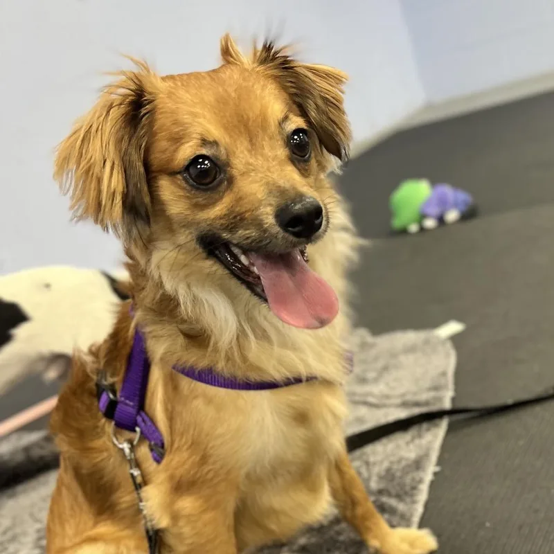An adult small-sized male Mixed Breed dog named Iago for adoption in Westhampton, NY
