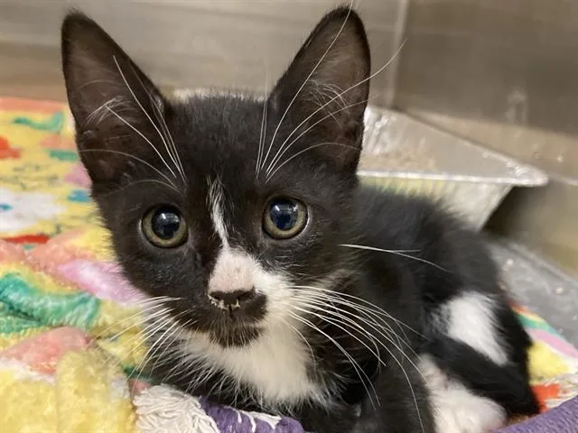 A baby small-sized female Domestic Short Hair cat named Becca for adoption in Tustin, CA