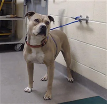 An adult medium-sized male Pit Bull Terrier dog named Buk for adoption in Denver, CO