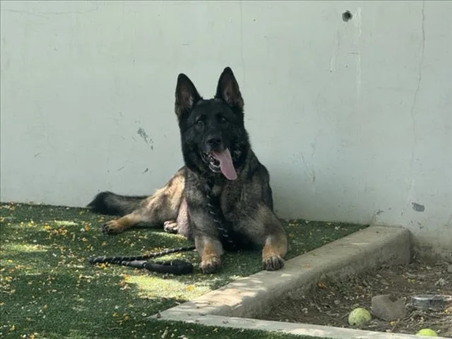 An adult medium-sized female Dutch Shepherd dog named Roxy for adoption in Chatsworth, CA