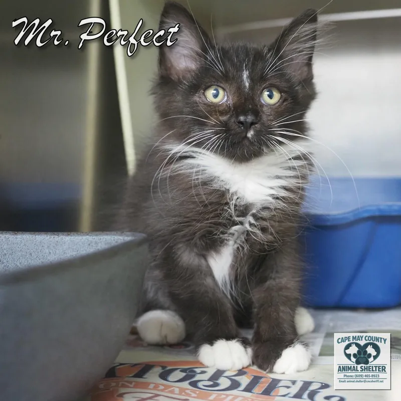 A baby medium-sized male Domestic Short Hair cat named Mister Perfect for adoption in Cape May Court House, NJ