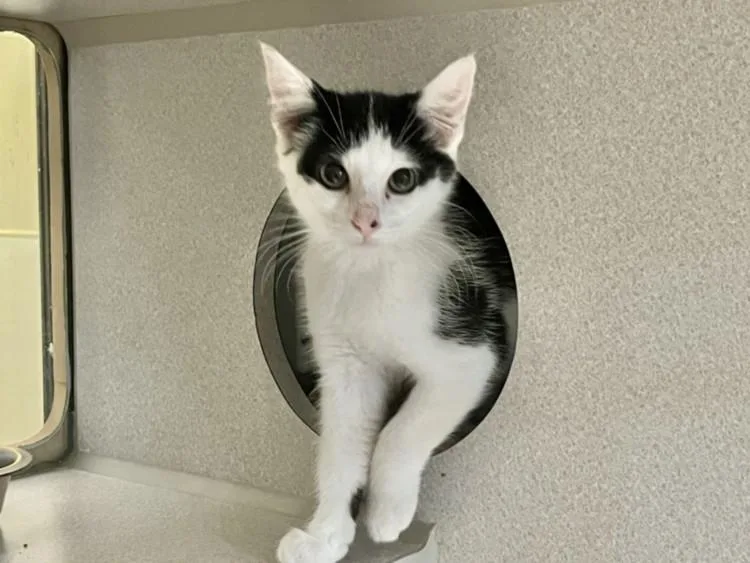 A baby small-sized female Domestic Short Hair cat named Swiftpaw for adoption in Chapel Hill, NC