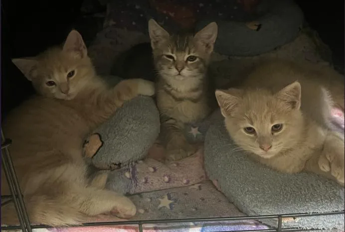 Sassy Beans thumbnail 2
