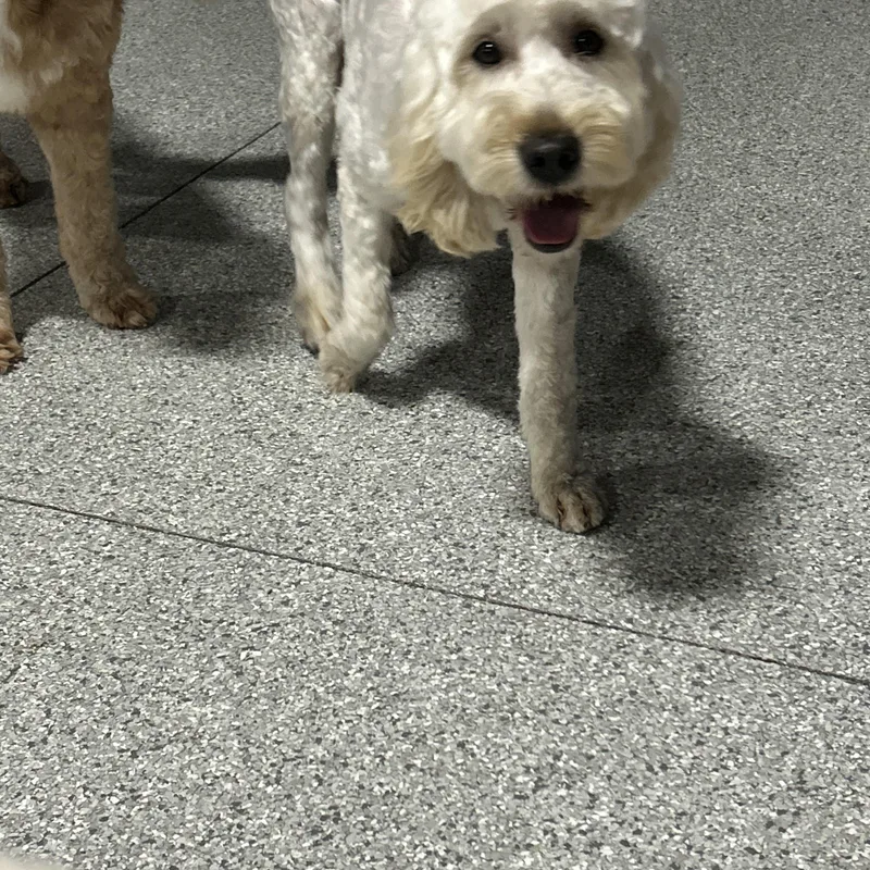 An adult medium-sized female White / Cream Goldendoodle dog named Toola Lbs for adoption in Antwerp, OH