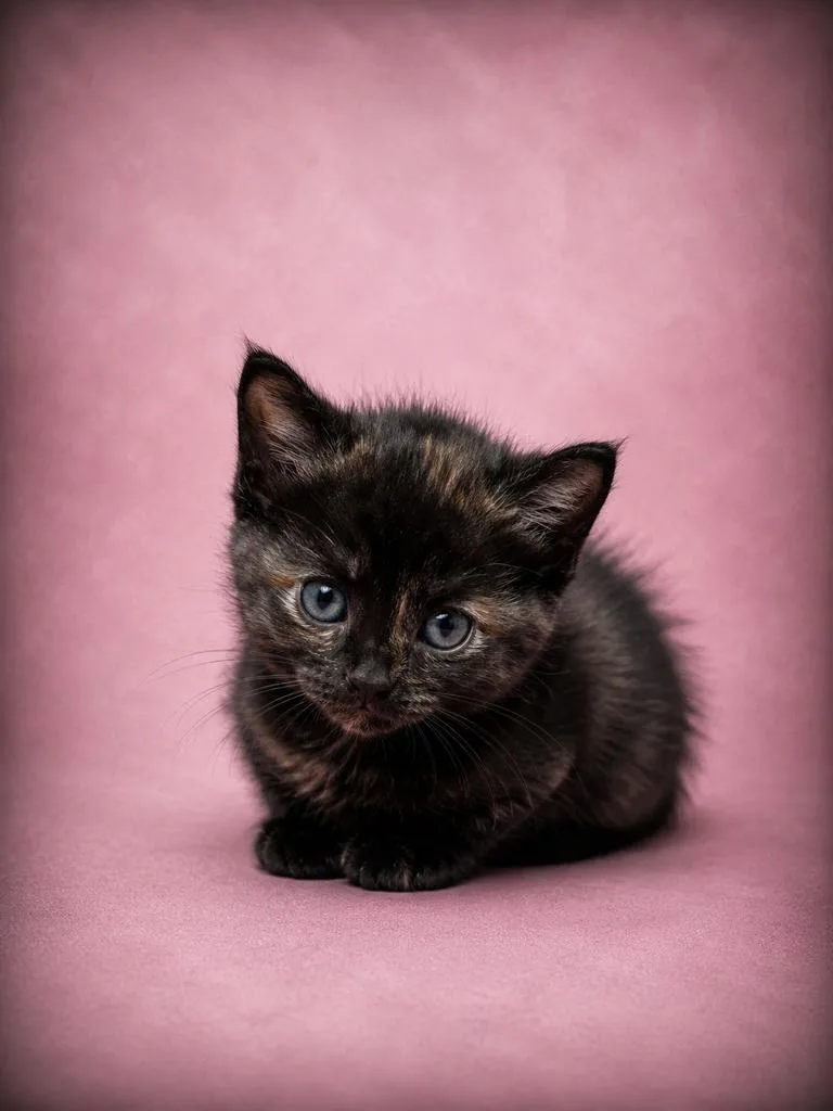 A baby medium-sized female Domestic Short Hair cat named Chop Suey for adoption in Florence, SC