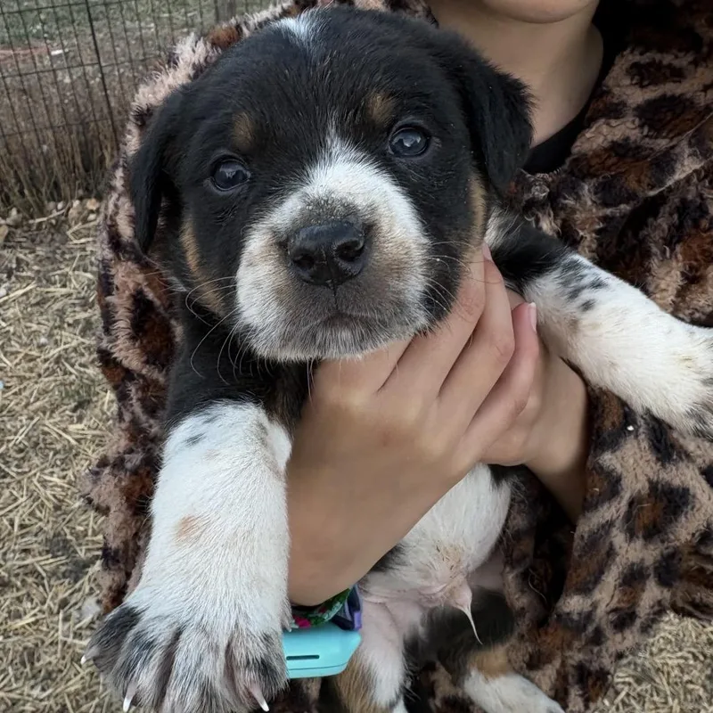 Bunny Ears thumbnail 2