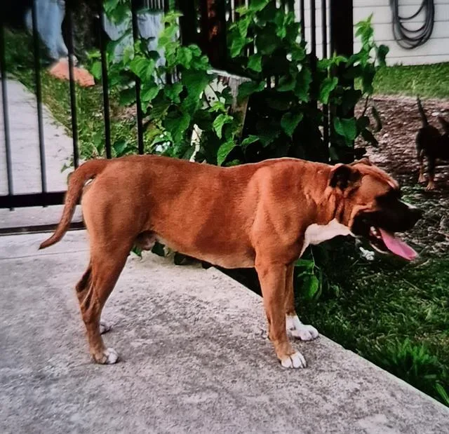 A young large-sized male American Staffordshire Terrier dog named Hunter for adoption in San Antonio, TX