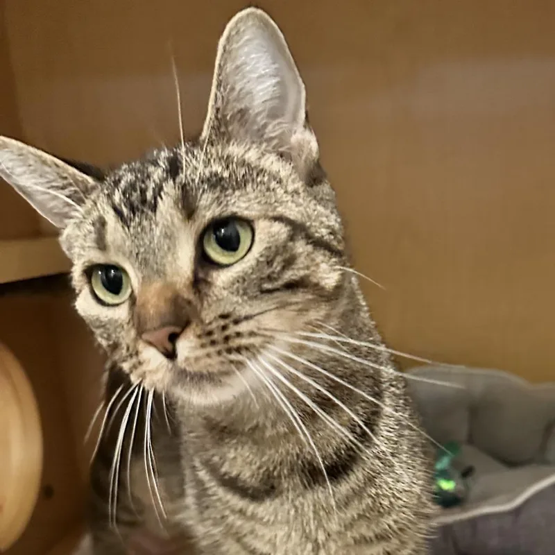 An adult medium-sized female Brown / Chocolate Domestic Short Hair cat named Lilly for adoption in Washington Township, OH