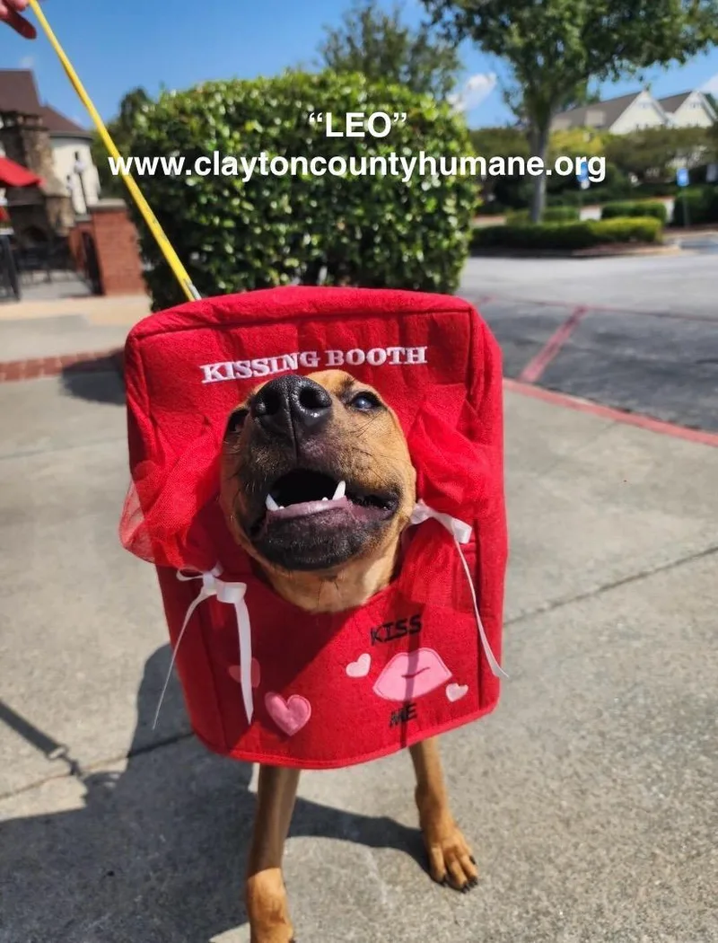 A baby medium-sized male Pit Bull Terrier dog named Leo CCHS for adoption in Locust Grove, GA