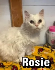 Rosie at Fat Cat