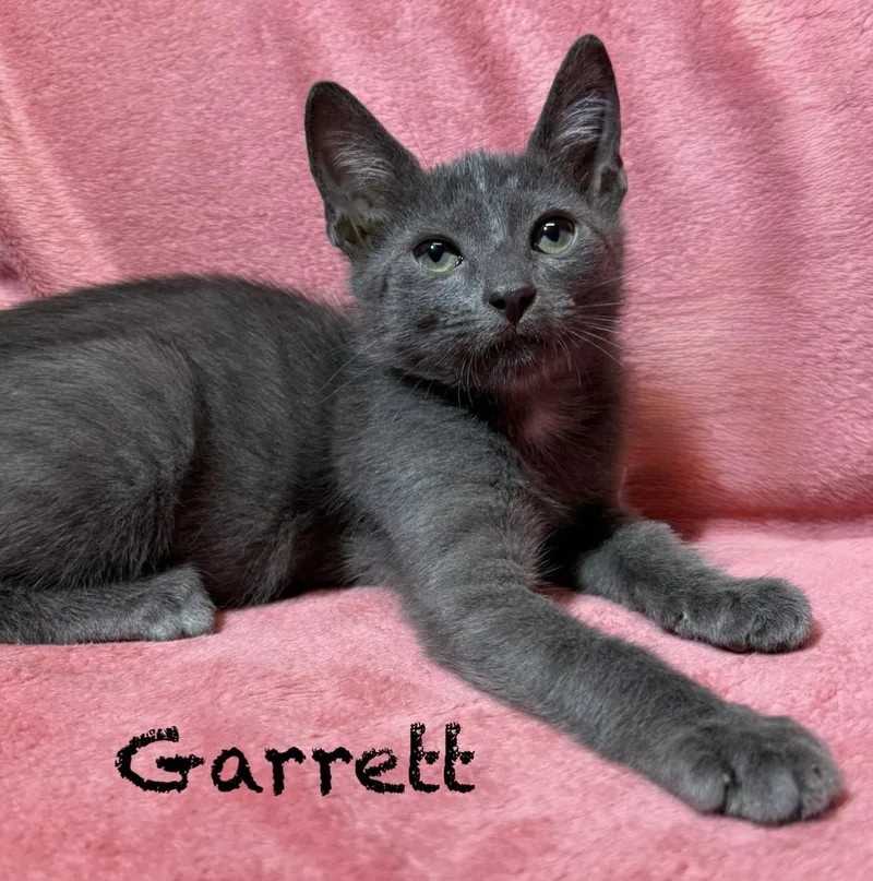 A baby medium-sized male Gray / Blue / Silver Domestic Short Hair cat named Garrett for adoption in Pawleys Island, SC