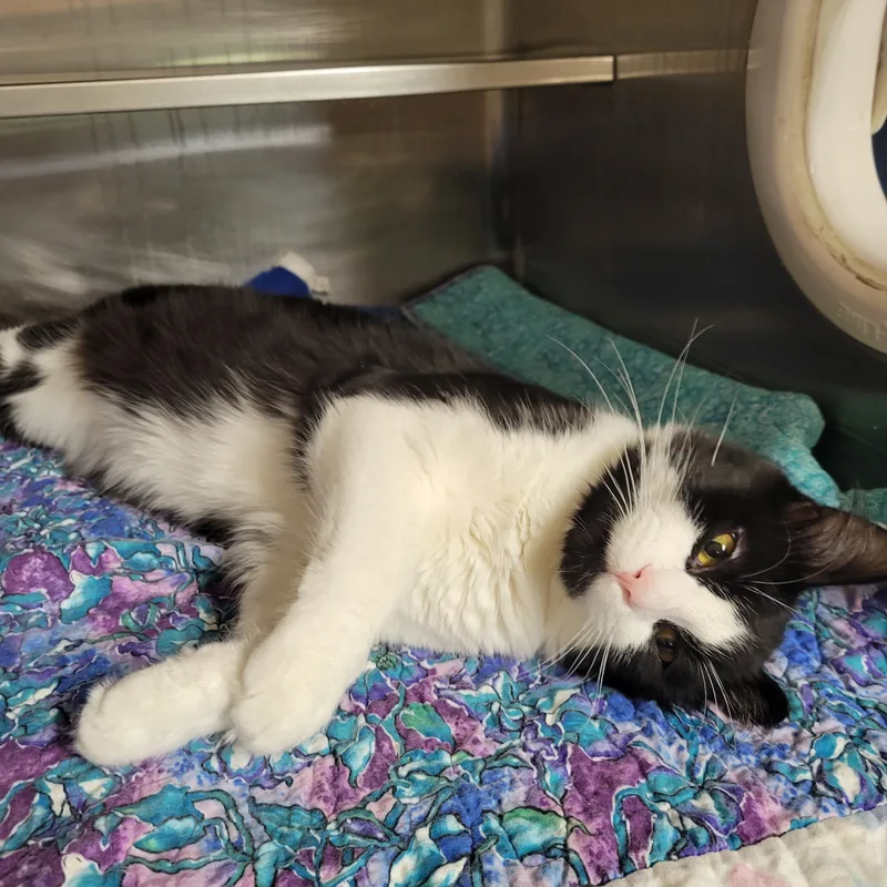 A young large-sized male Black & White / Tuxedo Domestic Medium Hair cat named Vinny for adoption in Watertown, WI
