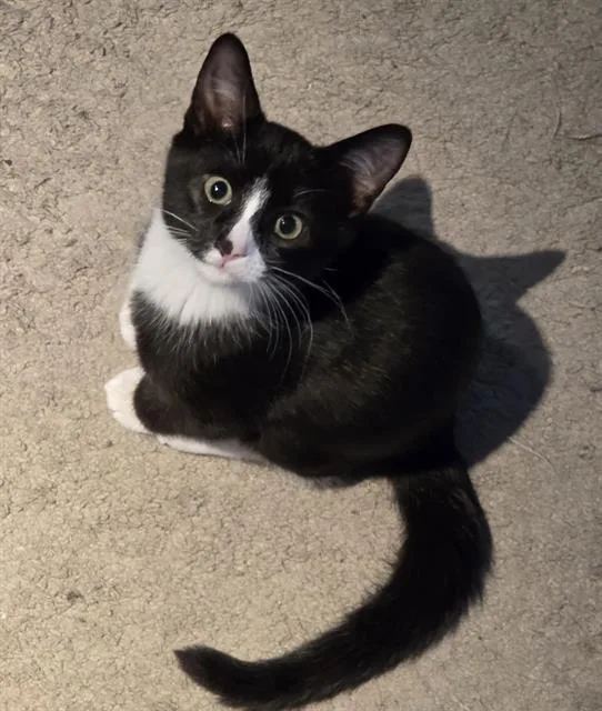 A baby small-sized male Domestic Short Hair cat named Oreo for adoption in Sacramento, CA