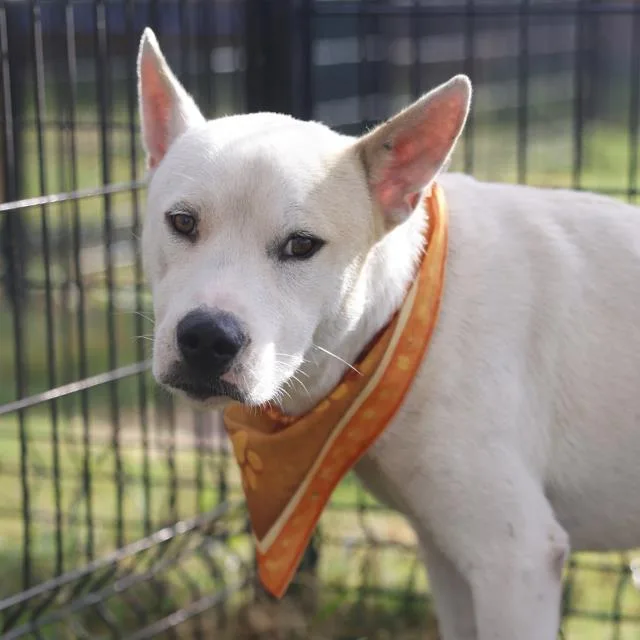 A young medium-sized male American Staffordshire Terrier dog named Sokka for adoption in San Antonio, TX