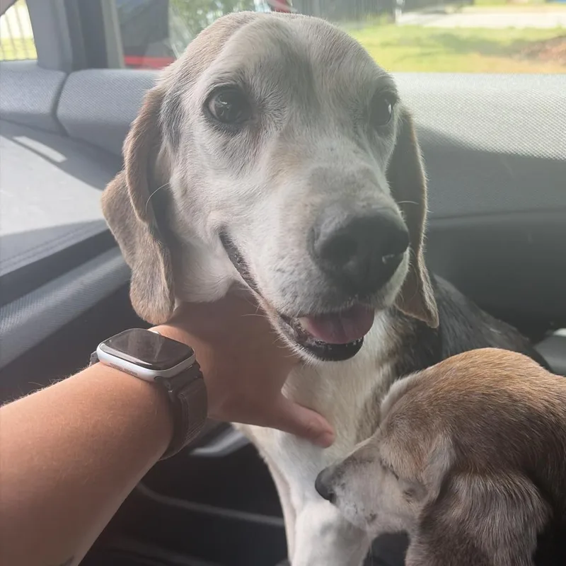 A senior medium-sized male Gray / Blue / Silver Beagle dog named Panini Press for adoption in Greensboro, NC