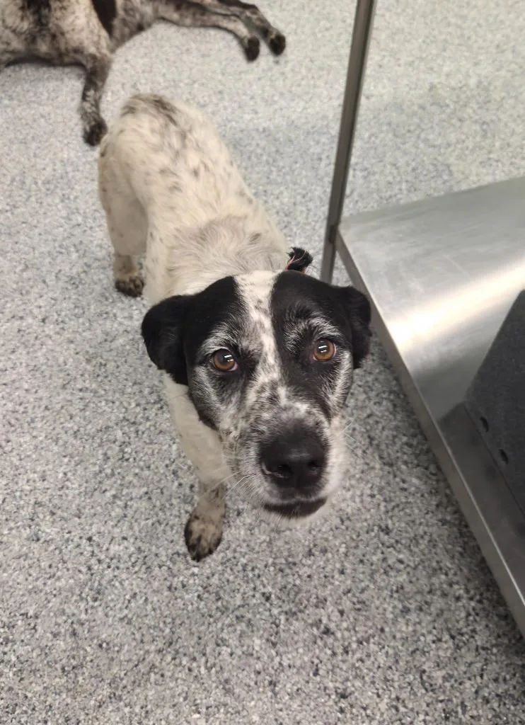 A young medium-sized female Terrier dog named Bonnie for adoption in Athens, TN