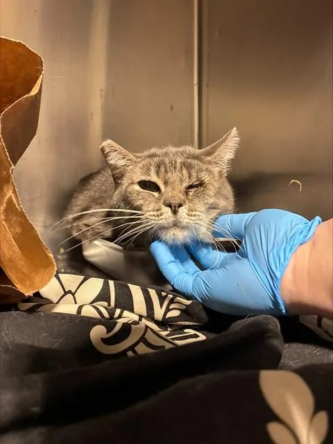 A young large-sized female Domestic Short Hair cat named Topples for adoption in Bakersfield, CA