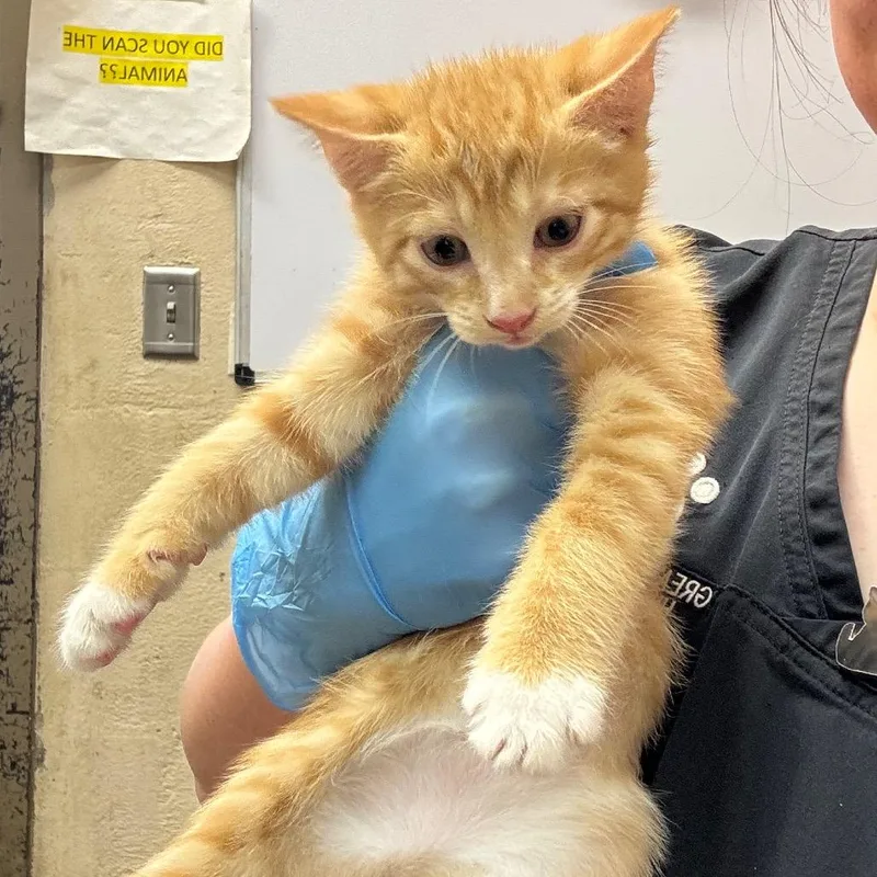 A baby small-sized male Orange / Red Domestic Short Hair cat named Colt for adoption in Birmingham, AL