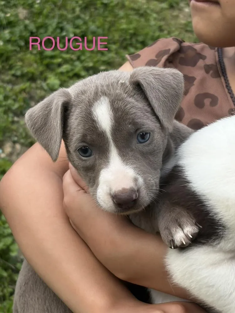 A baby small-sized female Mixed Breed dog named Rogue for adoption in Bronx, NY