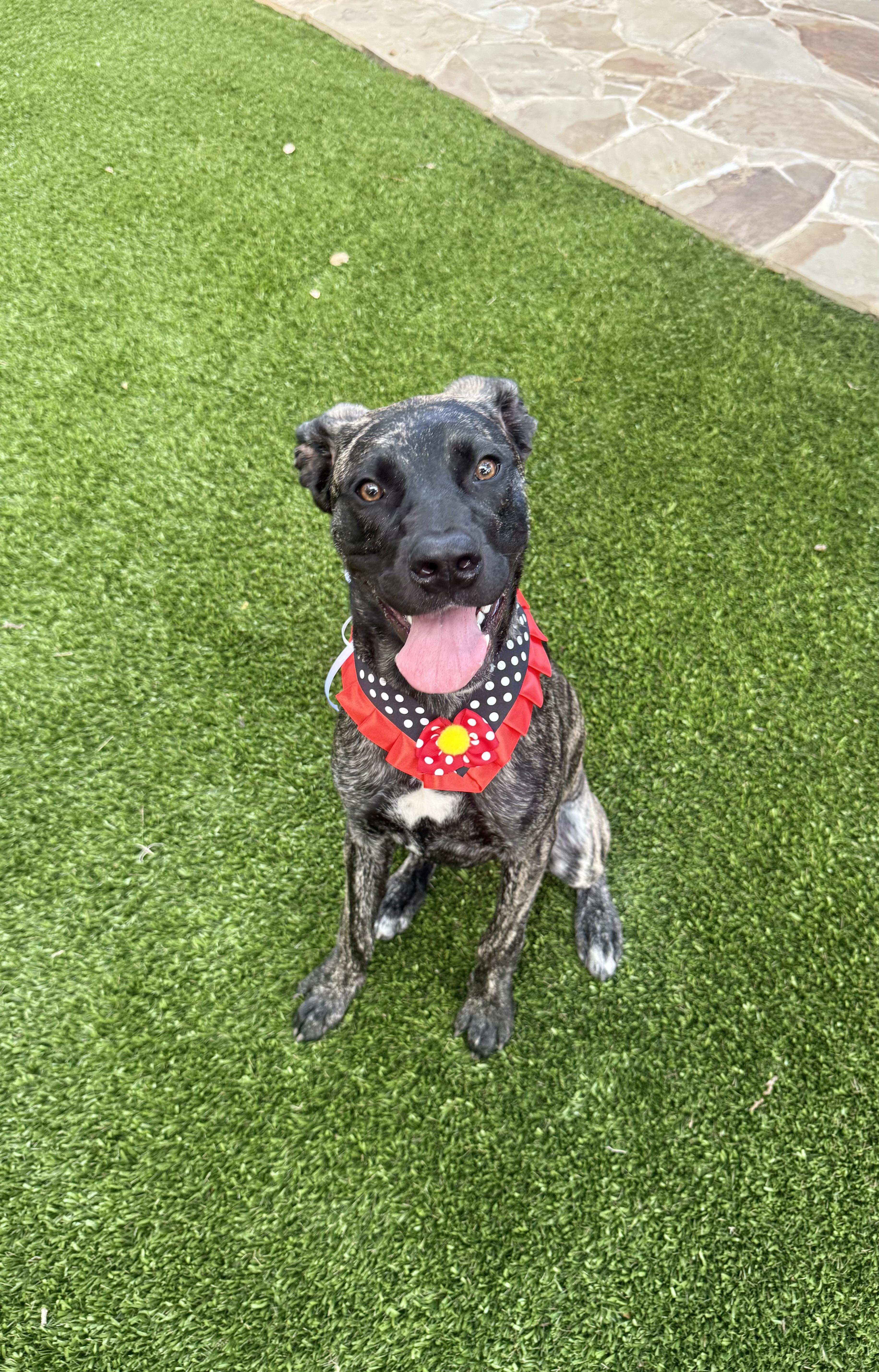 A baby medium-sized female Shepherd dog named Bridget for adoption in Helotes , TX