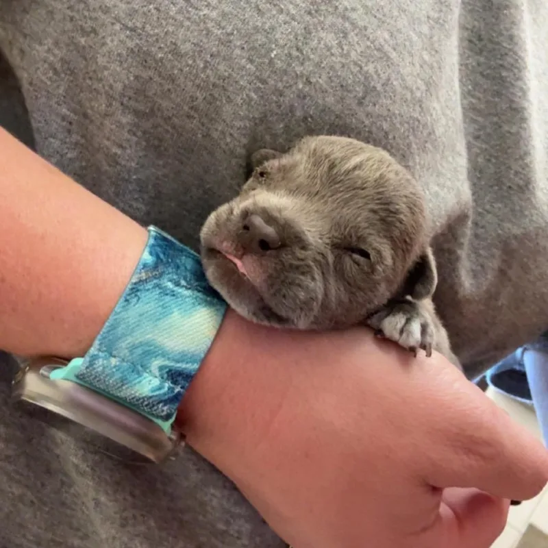 A baby small-sized male Gray / Blue / Silver Mixed Breed dog named SCFLStray for adoption in Lake Panasoffkee, FL