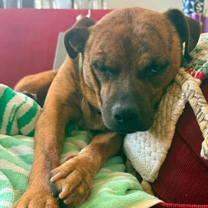 An adult medium-sized male Mixed Breed dog named Dobbie for adoption in Chino valley, AZ