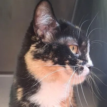 Molly thumbnail 3