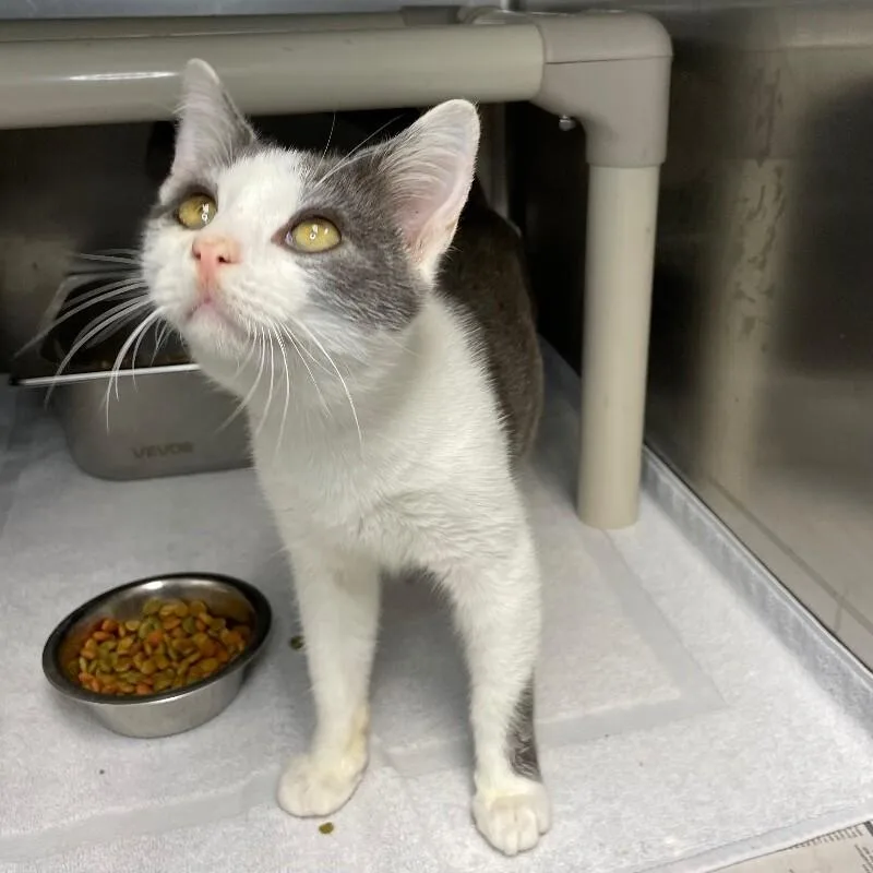 A young medium-sized male Domestic Short Hair cat named Agamemnon for adoption in Roanoke, VA