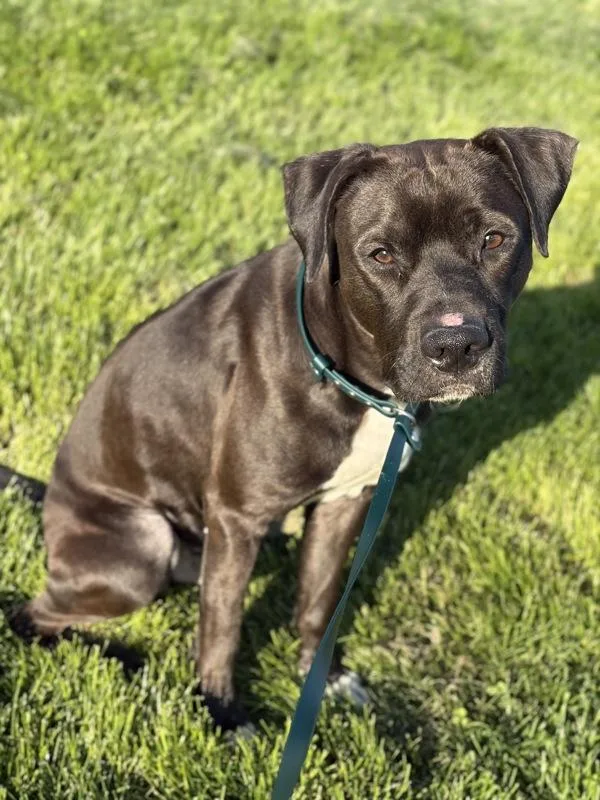 An adult medium-sized male Pit Bull Terrier dog named E.b. for adoption in Lancaster, OH