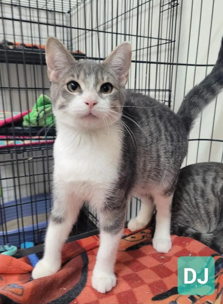 A baby small-sized male Domestic Short Hair cat named Dj for adoption in Richmond, IN