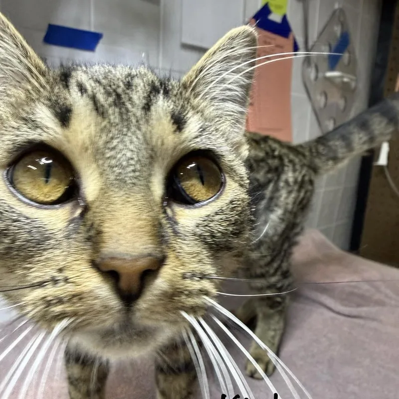 A young small-sized female Tabby (Brown / Chocolate) Domestic Short Hair cat named Kimber for adoption in Grand Rapids, MI