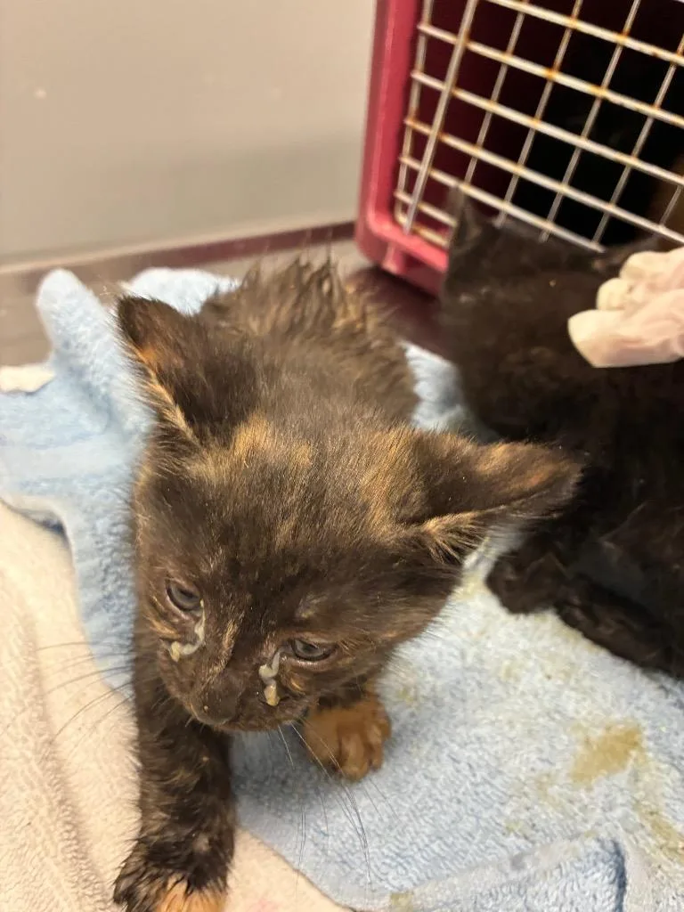 A baby medium-sized female Domestic Short Hair cat named Casey for adoption in Bloomington, IN