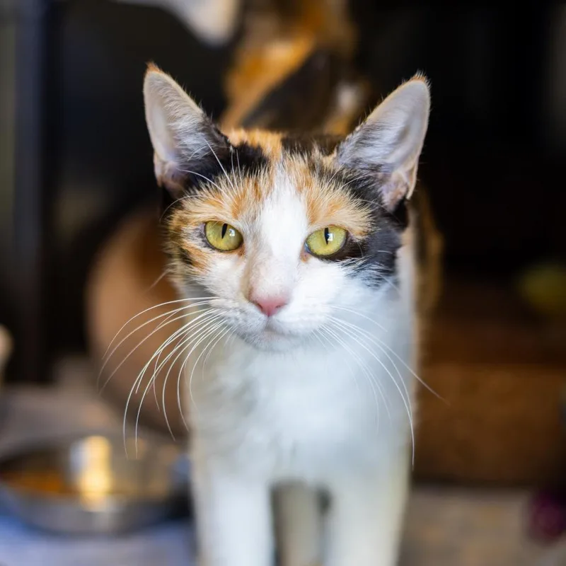 An adult medium-sized female Calico Domestic Short Hair cat named Taylor for adoption in Wilmington, DE