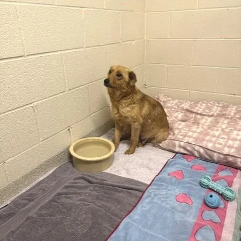 An adult medium-sized female Brown / Chocolate Shepherd dog named Misty for adoption in Novelty, OH