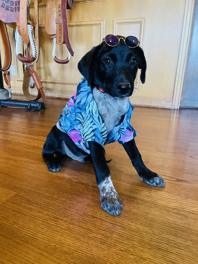 A baby medium-sized male Black Labrador Retriever dog named Walker for adoption in Boerne, TX
