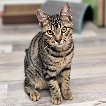 A young medium-sized male Domestic Short Hair cat named Shaw Kershaw needs for adoption in Hudson, MA