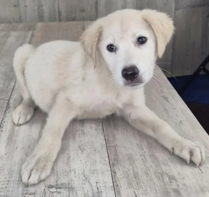 An adult small-sized male Mixed Breed dog named Icee for adoption in Shreveport, LA