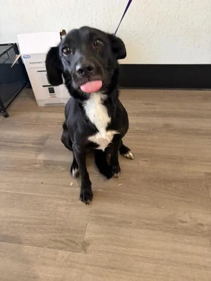 A baby medium-sized female Border Collie dog named Sasha for adoption in Mansfield, TX