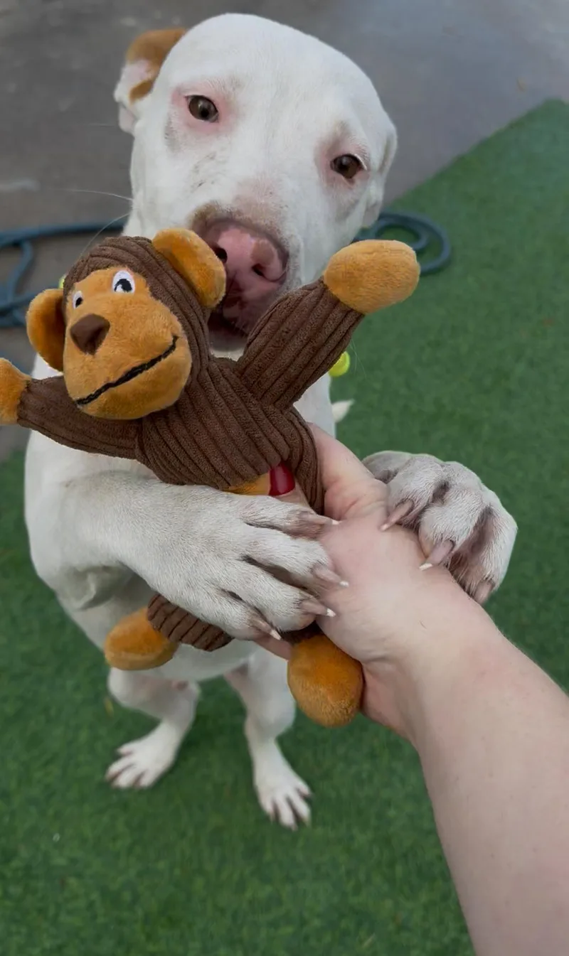 Poptart A.k.a Pup Tart thumbnail 2